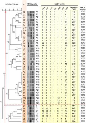 Molecular Epidemiology of Multidrug-Resistant Klebsiella pneumoniae Isolates in a Brazilian Tertiary Hospital